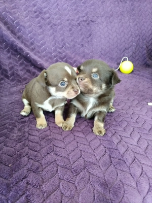 Vând câini chihuahua preț 1000