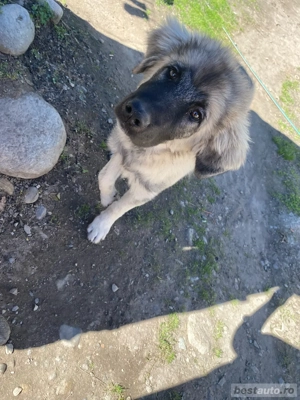 Caucazian de vanzare - imagine 3