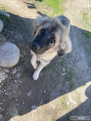 Caucazian de vanzare - imagine 2