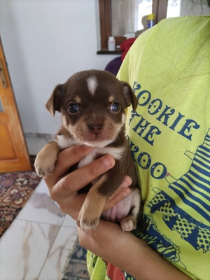 Vând câini chihuahua preț 1000 - imagine 2