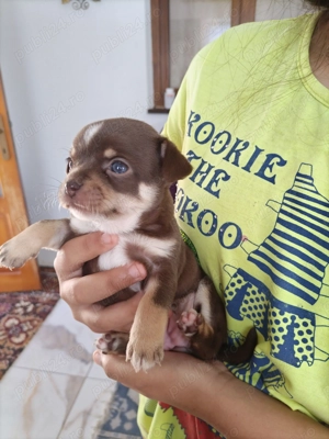 Vând câini chihuahua preț 1000 - imagine 3