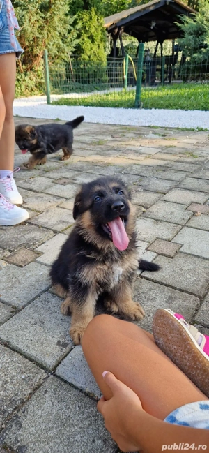 Deosebit ! Pui ciobanesc german - imagine 5 Deosebit ! Pui ciobanesc german - imagine 5