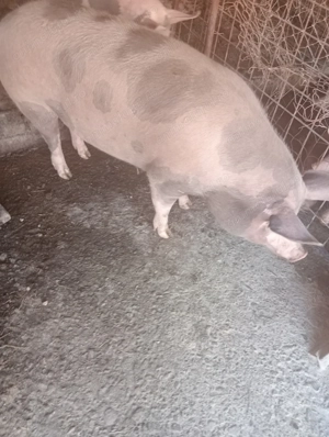 Vând purcei și scroafe