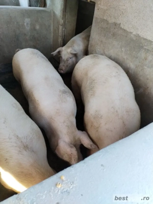 Vand porci  - imagine 3