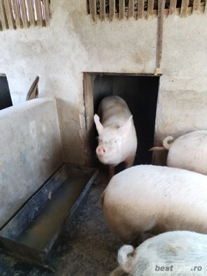 Vand porci  - imagine 4