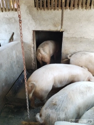 Vand porci  - imagine 2