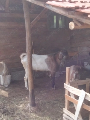 Vând țap anglo nubian 