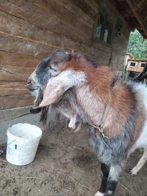 Vând țap anglo nubian  - imagine 2