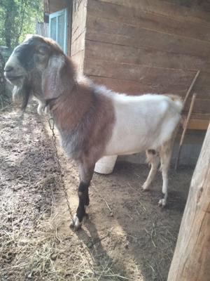 Vând țap anglo nubian  - imagine 3