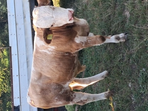 Vand vitel de tinut sau sacrificat 