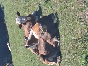 Vand vitei de tinut sau sacrificat 