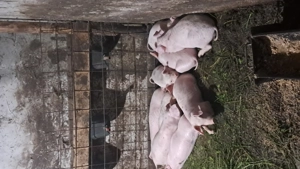 Vand purcelusi landracs