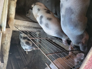 Porci grași de vanzare - imagine 2