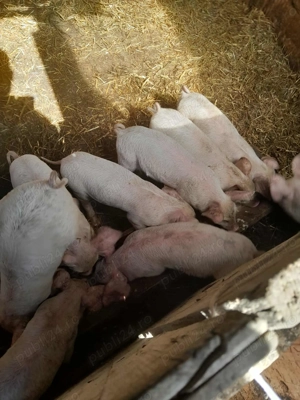Purcei de vânzare . De 6 săptămâni 