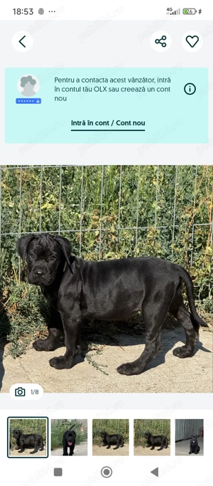Vând Catelusa de cane corso  are 2 luni și 3 săptămâni   - imagine 4 Vând Catelusa de cane corso  are 2 luni și 3 săptămâni   - imagine 4