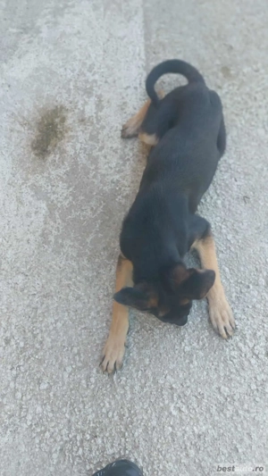 De vânzare  - imagine 2    De vânzare  - imagine 2