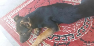 De vânzare  - imagine 4    De vânzare  - imagine 4