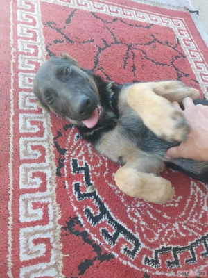 De vânzare  - imagine 3    De vânzare  - imagine 3