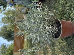 Lavandă -la ghiveci - Timisoara