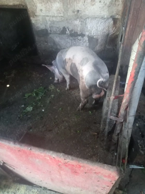 Dau la schimb vier petrean ori pe o tina jumate de porumb ori pe un alt porc - imagine 3