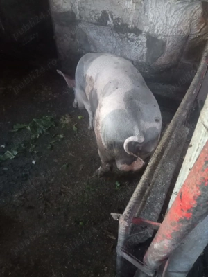 Dau la schimb vier petrean ori pe o tina jumate de porumb ori pe un alt porc - imagine 5