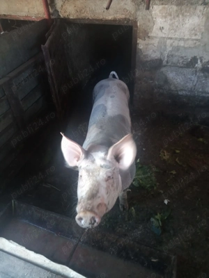 Dau la schimb vier petrean ori pe o tina jumate de porumb ori pe un alt porc