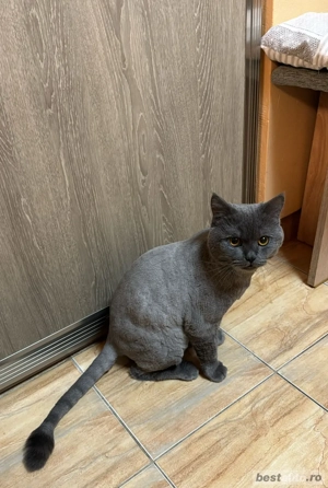 Motan British Shorthair, caută iubită - imagine 3 Motan British Shorthair, caută iubită - imagine 3