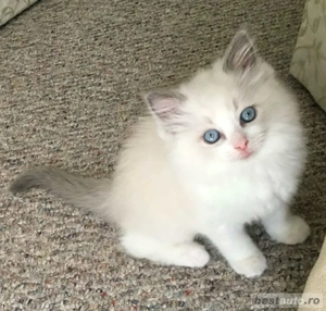 ragdoll fetita si baietel