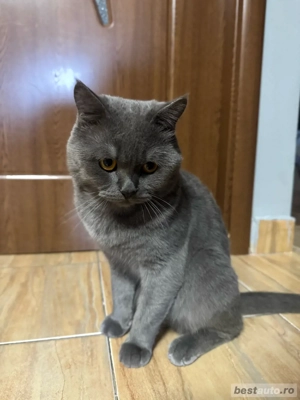 Motan British Shorthair, caută iubită - imagine 2 Motan British Shorthair, caută iubită - imagine 2