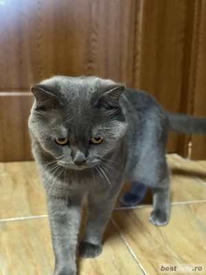Motan British Shorthair, caută iubită