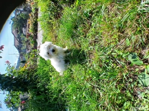 bichon maltese talie mica
