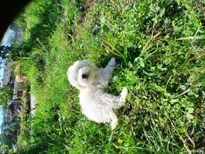 bichon maltese talie mica - imagine 2 bichon maltese talie mica - imagine 2