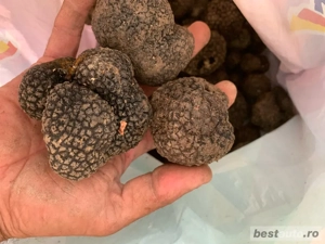 Vand lagotto romagnolo