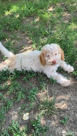 Vand lagotto romagnolo