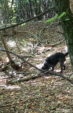 Vand lagotto romagnolo - imagine 5