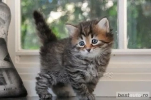 Norvegiana de Padure 