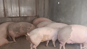 porci de vanzare crescuți natural 