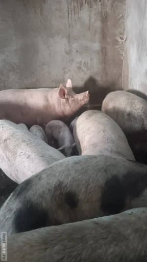 porci de vânzare crescuti natural 