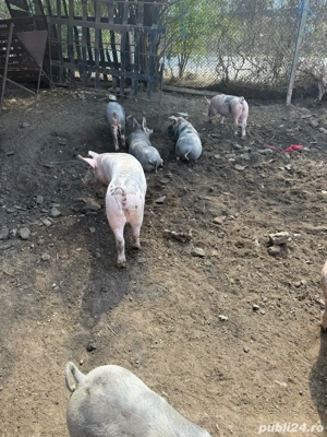 purcei de rasa - imagine 2 purcei de rasa - imagine 2