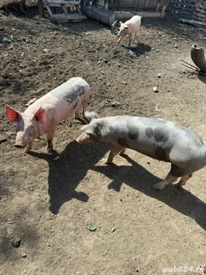 purcei de rasa - imagine 4 purcei de rasa - imagine 4