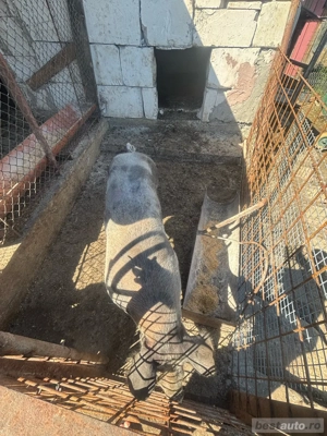 vand vier din rasa petreana - imagine 2