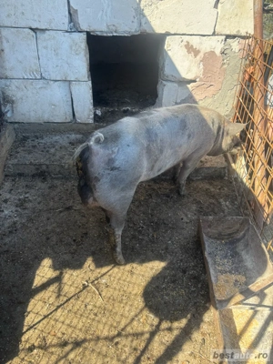 vand vier din rasa petreana - imagine 4