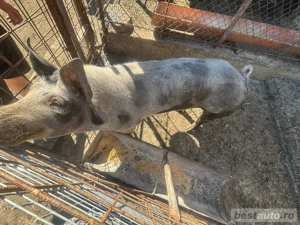 vand vier din rasa petreana