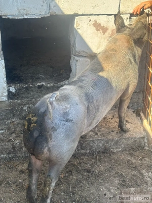 vand vier din rasa petreana - imagine 5