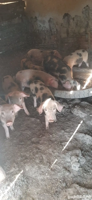 vand purcei  carne  - imagine 3