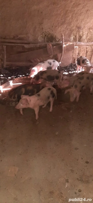 vand purcei  carne  - imagine 2