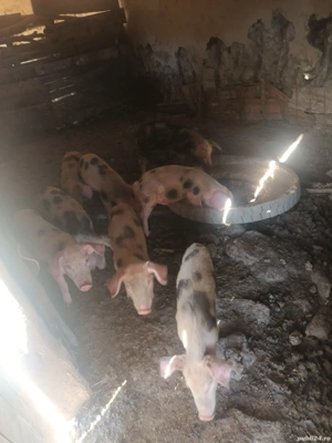 vand purcei  carne  - imagine 4