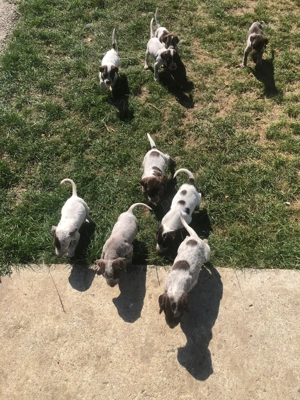 Catei de vanatoare din rasa brac german  - imagine 2