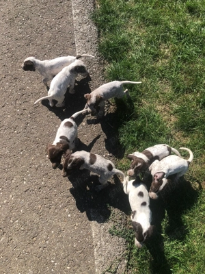 Catei de vanatoare din rasa brac german  - imagine 3