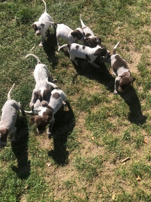 Catei de vanatoare din rasa brac german  - imagine 4